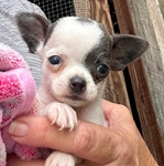 AKC Chihuahuas