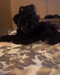 Male schnauzer puppy