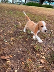 Beagle Male AKC