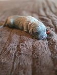 Formentino Cane Corso Puppies!