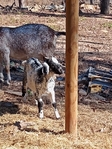 Baby Goats For Sale