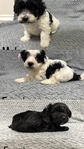 Maltipoo Puppies