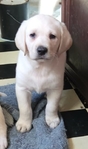 AKC Labrador Puppies