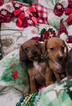 Beautiful Dachshund Puppies
