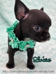 AKC Silky Micro Male Chihuahua
