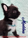 AKC  Stunning Longcoat Male Micro Chiuahuas