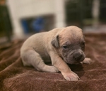 Cane Corso puppies! Taking reserves now!