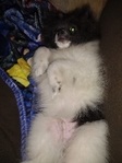 Pomeranian puppy