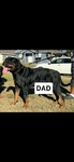 Male Rottweiler