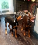 Doberman Puppies for sale