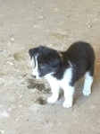 Reg.Border Collie