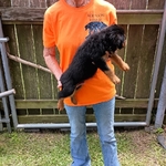 AKC German Rottweiler Puppies