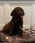 Labrador Retriever Puppies