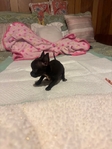 AKC Chihuahuas