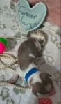 Beautiful Dauschund puppies ( 2 different  litters)