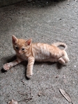 Free Kittens in Port Arthur