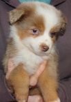 MINIATURE AUSTRALIAN SHEPHERD PUPPY.  ASDR REGISTERED