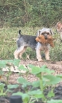 REDUCED ADORABLE YORKIE