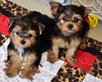 AKC Yorkie Puppies