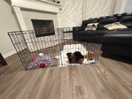 Toy Poodle Puppies