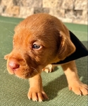 Fox Red Labrador Dudleys