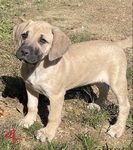 Black Mouth Cur Puppies
