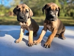 Great Dane Puppies