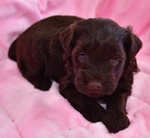 AKC Toy/Miniature Schnauzer Puppies