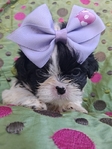 Shih Tzu puppies