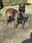 AKC REGISTERED WORKING BELGIAN MALINOIS PUPS