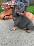 Frenchie pups