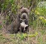 Bully puppies