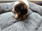 >🐾 Gorgeous AKC Mini Long-Haired Dachshunds (Ready Oct. 9th!) 🐾