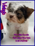 AKC Micro Male Chocolate Parti & Chocolate & Tan Yorkies
