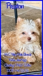 Stunning Tiny AKC Exotic Colored Yorkies