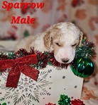 AKC Standard Poodles