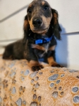AKC Dachshunds - Fully Vetted & Ready Now! (Southeast Texas)