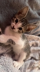 Kittens