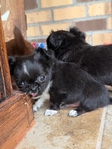 AKC Male Longcoat Applehead Chihuahuas