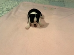 CKC Boston Terrier  Femle