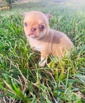 Chihuahua puppies in Houston Clear Lake