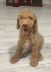 Goldendoodle Puppies - A few left