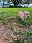 Golden Retriever puppies AKC