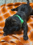 English Mastiff Puppies