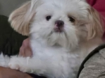 Shih Tzu $200