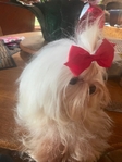 ExTra Tiny Korean Maltese