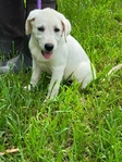Cream White Obedience Trained Labrador Female