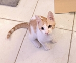 Boy Kitten Affectionate Friendly Purrs
