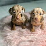 Miniature Dachshund Puppies for Adoption