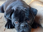 AKC pugs 1 yr old